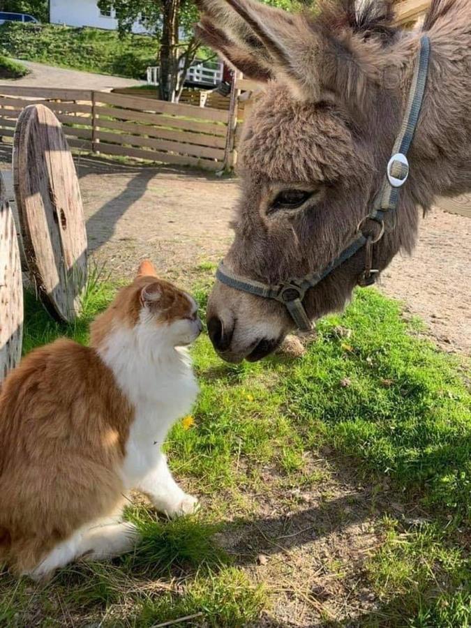 Koselig Dyregard I Camping
